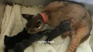 Какакет растит чужих котят.