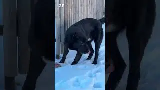 ЕГО ЖИЗНЬ БЫСТРО УЧИТ !)