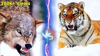 Siberian Tiger vs Gray Wolf - Who Will Win | Facts and Information About Tiger and Wolf