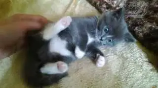 Маленький красивый месячный котенок