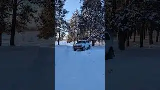 Нива в сосновом бору