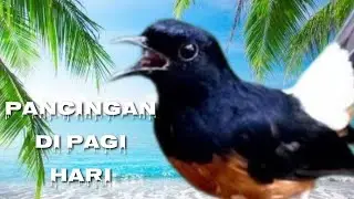 pancingan murai batu cocok di pagi, sore, malam hari, efektif Langsung gacor poll,
