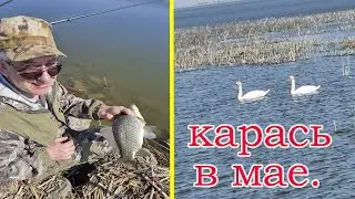 Карась в Мае. Открытие сезона .