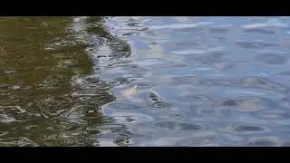 'Tis a wee Turtle