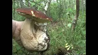 Это грибной рай