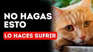 Your Cat Suffers in Silence: 9 Things That Hurt Their Feelings (and How to Avoid Them!)