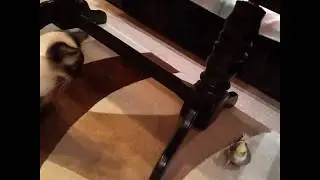 Попугай Гриша не хочет ложиться спать!