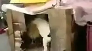 Sexo duro y salvaje