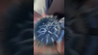 Механика с автоподзаводом от оригинального бренда FORSINING