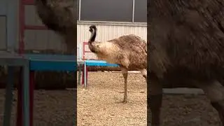 Emu bird#pets World #big bird