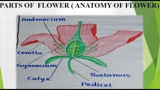 FLOWER ANATOMY- PRIMARY SCHOOL TOPIC