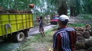 dramatis, MEMUAT SAWIT KE DALAM TRUK, begini akhirnya..