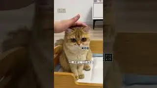 【牛奶是只猫】原来小猫咪熬夜也会有熊猫眼！结尾是我没想到的…哈哈哈真是亲妈呀