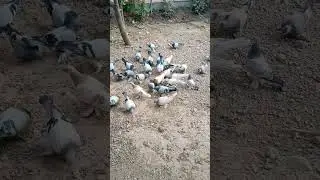 Асалом алейкум друзья .скоро начинаем гонять . Куйи Худи Навоти . 13.09.2024 .