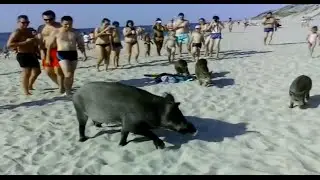 Кабаны пришли на пляж / Best Funny / Boars came to the beach