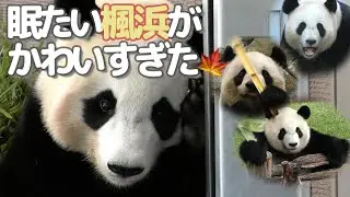 【とある日のハマケさん】眠気と闘う楓浜が可愛すぎたw🍁with結浜🎀彩浜🌈良浜🍯【パンダ家族】Giant Panda -Fuhin- Rauhin ,Yuihin,Saihin