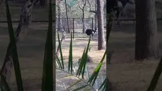 Ostrich on walk#trending