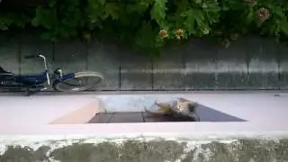 Mau Gattorosso tenta di salire al primo piano