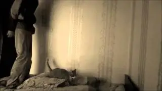 Почему кошки презимляются на все 4 лапы