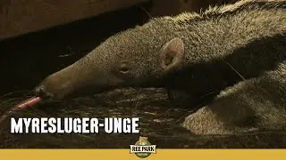 Myresluger ungen vokser