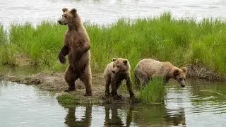Katmai Bears | Part 2 | 