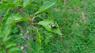 How To Get Rid Of Japanese Beetles Organically In 2 Mins