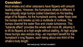 WAS IT DESIGNED? The Flipper of the Humpback Whale