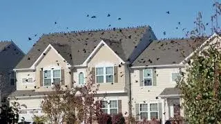 what's up with these birds??
