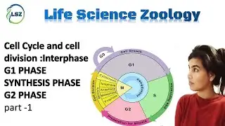 cell cycle interphase