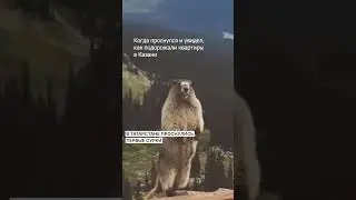 Немного юмора: в Татарстане проснулись сурки