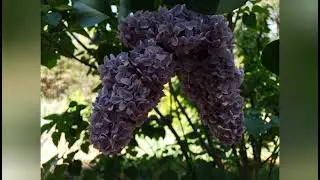 528