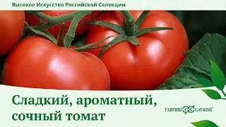 The early-ripening tomato 