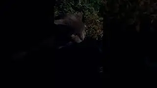 Её величество Анфиса пожаловала в гости  ))