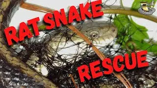 Snake trapped in garden netting! What Happens Next?