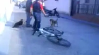 nurso and memo dog fight
