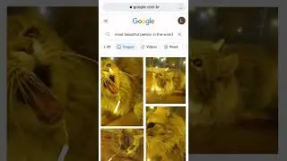 izumka in the Internet #capcut #tiktok #subscribe #cutecat #shortsvideo #cat