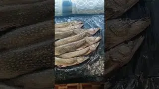 #sorts Щука,что приготовить из щуки #fish
