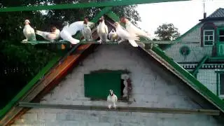 иранские головатые голуби!