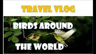 BEAUTIFUL BIRDS AROUND THE WORLD