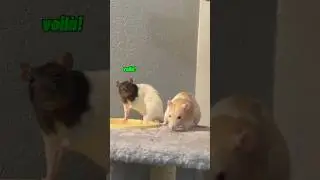 typical rat behavior 🫧