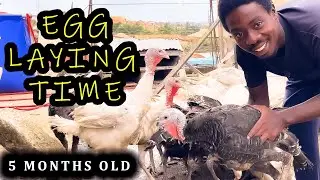 Why My Turkeys Always Lay Early
