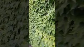 зеленая стена