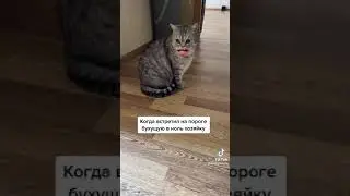 Кот говорящий рот. Когда встретил на пороге будущую в ноль хозяйку