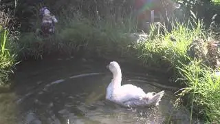 Купание гусей 2.