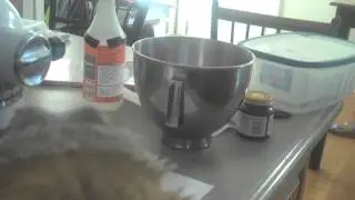 Exercising With Bearded Dragon & Birds (African Grey Timneh & Eclectus)
