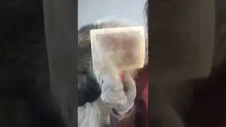 Чем чесать кавказских овчарок #animal #собака #dog #животные #doglover #animaldog #собаки
