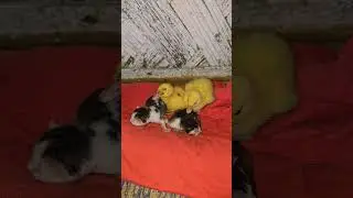 Two ducklings with two kittens #cute