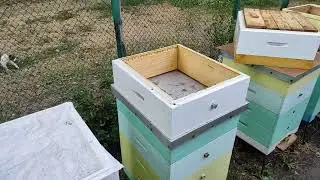 Объединение пчёл на подсолнух. 07.08.24