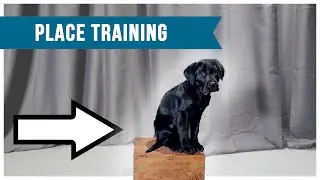 Placeboard Training Videos : Part 1