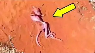 The guy found a strange creature and gave it shelter. And this was his fatal mistake!